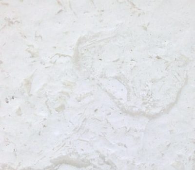 Limestone Coral Shell